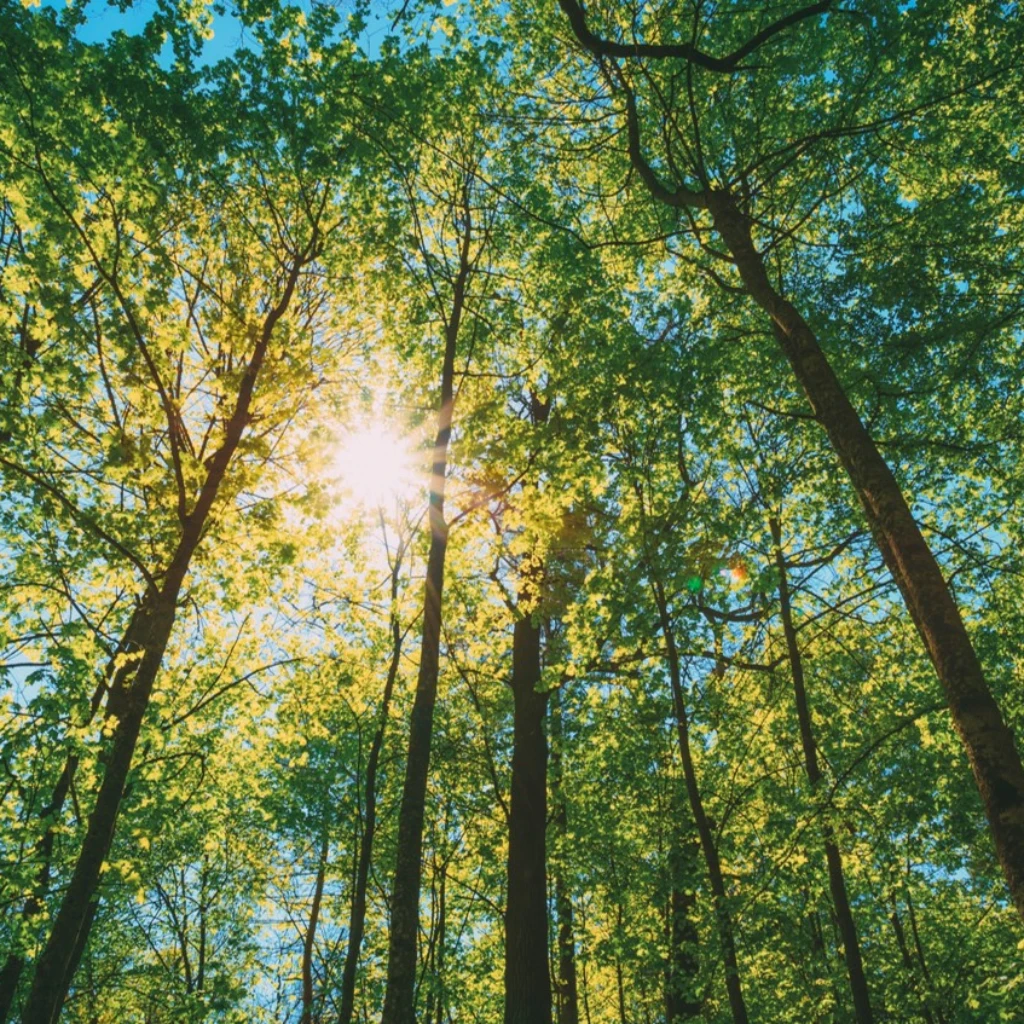 Forest.jpg